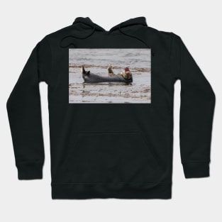 Happy seal Hoodie